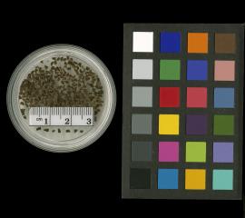 Click for 1 image(s) for this accession. SEED
